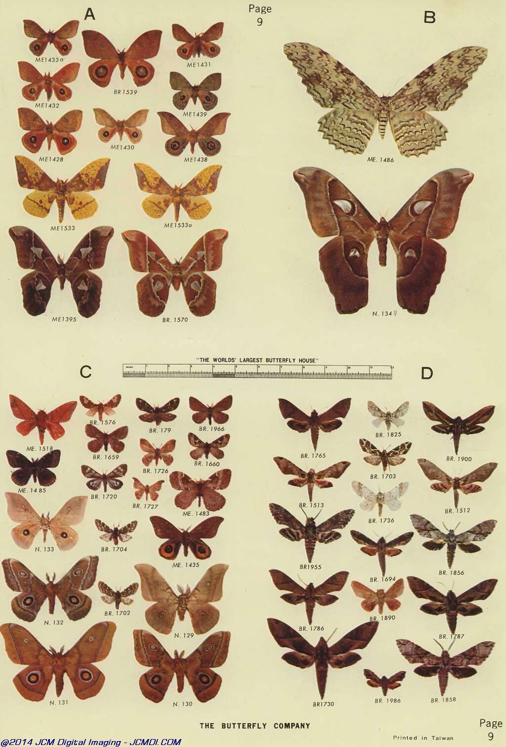 The Butterfly Company (NY) 18 page catalog 1976